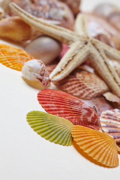 különböző tengeri kagyló - Fotó, kép