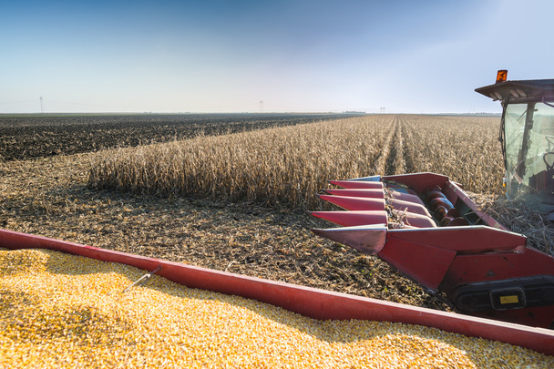 Harvesting of corn - Foto, afbeelding