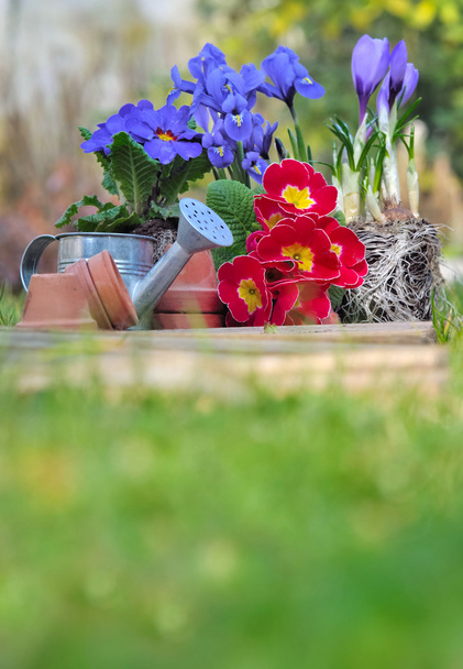 Voorjaarsbloemen - Foto, afbeelding