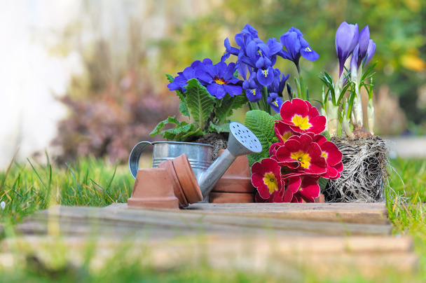 Tavaszi virágok - Fotó, kép