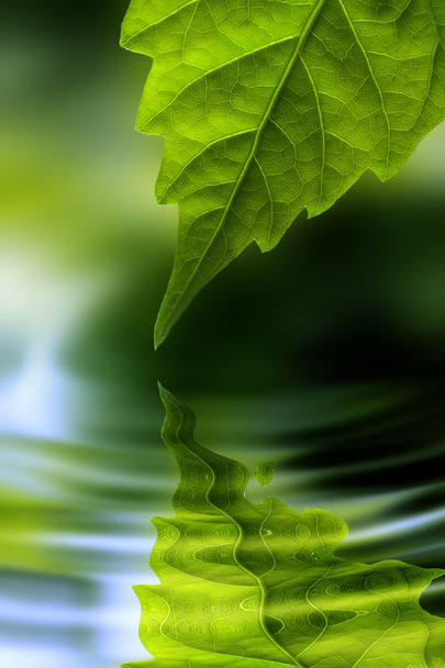 Leaf and water - Foto, Bild