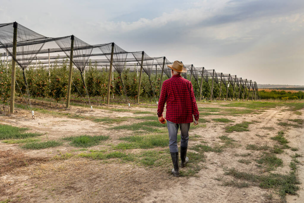 Οπίσθια όψη του ηλικιωμένου αγρότη άνθρωπος με τα πόδια προς τη σύγχρονη οπωρώνα μήλο με προστατευτικό δίχτυ από χαλάζι στο χρόνο συγκομιδής - Φωτογραφία, εικόνα
