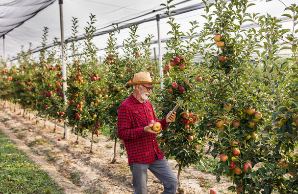 Старший фермер, дивлячись на планшет і перевіряючи якість яблука в сучасному саду з захисною сіткою від граду під час збору врожаю - Фото, зображення