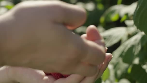 Berry Picking in de boomgaard: Boer oogsten Ripe Frambozen van Bush. Hoge kwaliteit 4k beeldmateriaal - Video