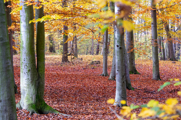 autumn time, colorful beech forest, colorful forest landscape, Fagus sylvatica - Photo, Image