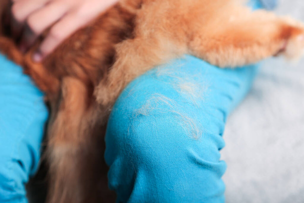 Власник дівчини доглядає червоного імбирного кота, розчісуючи свого кота пензлем. Концепція догляду за кішкою гігієна, догляд за домашніми тваринами, чистка. Купка котячого волосся
 - Фото, зображення