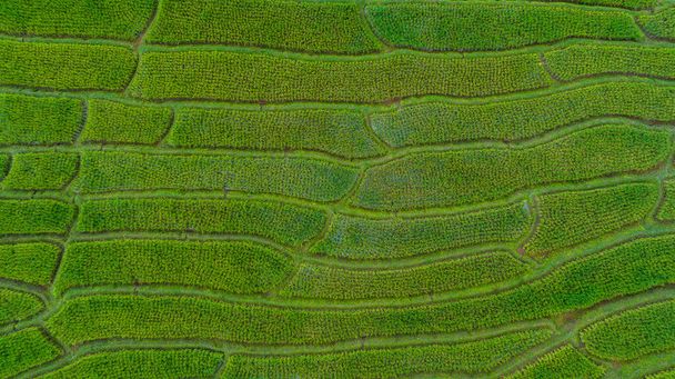 vista del paisaje para el resumen de fondo del campo de terrazas de arroz en Ban Pa Bong Piang Chiang Mai Province, Northern of Thailand, aerial top vie - Foto, imagen