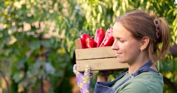 若い女性農夫が日没に赤唐辛子の木箱を持っています. 熟した野菜の収穫. 有機栽培農産物について。 高品質の4k映像 - 映像、動画