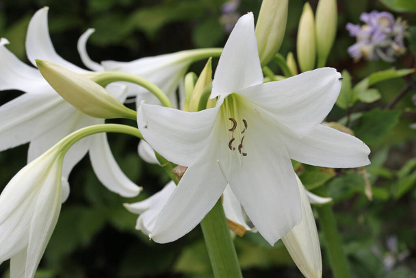 White powell hybrid swamp lily, Crinum powellii x album, flower in close up with a blurred background of leaves. - Photo, Image