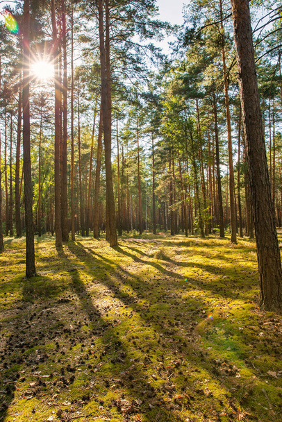Paesaggio della pineta in una giornata di sole in Ucraina. - Foto, immagini