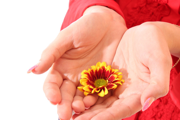 Flower in hand - Φωτογραφία, εικόνα