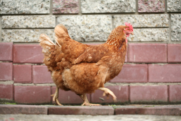 Primer plano de una gallina en un corral
 - Foto, imagen