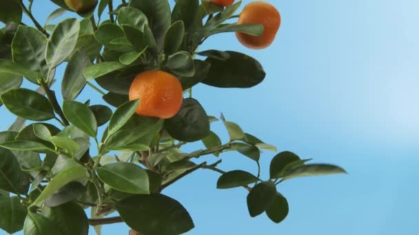 Sinaasappelen op de boom close-up - Video