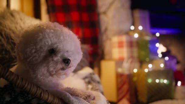 Közelkép portré Bichon frise fajta kutyus pihentető széken kandalló a háttérben. Aranyos fehér bolyhos kutya nézi a kamerát a kényelmes nappaliban. Karácsonyi Ünnepi háttér RED kamera lövés 4K - Felvétel, videó