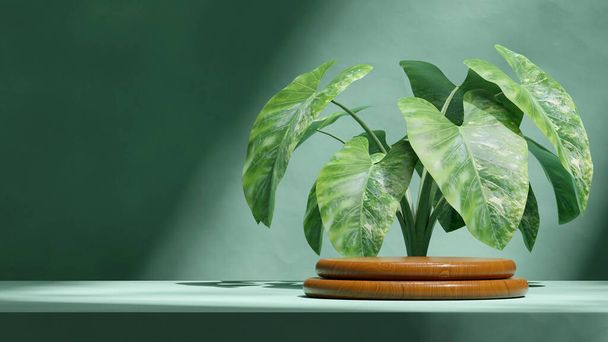 3Dレンダリングブランクモックアップブラウンウッドテクスチャグリーンカラジウム植物と壁の表彰台 - 写真・画像