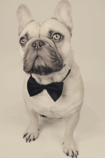 Elegante Franse bulldog - Foto, afbeelding