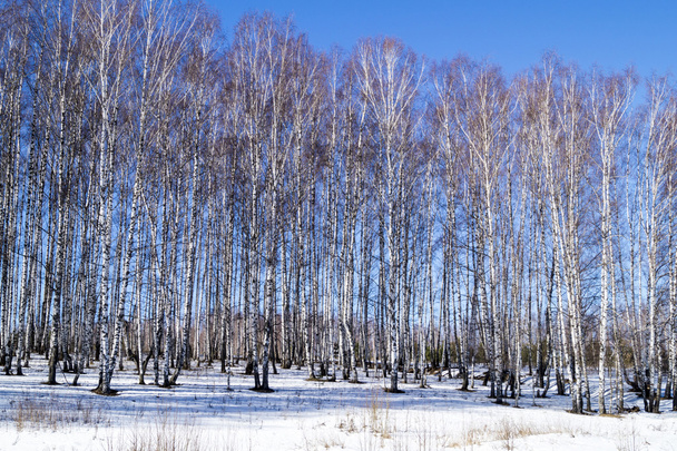 Birch wood on background blue sky - Φωτογραφία, εικόνα