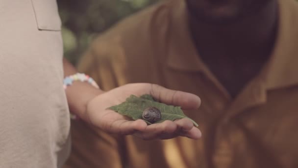 Closeup of unrecognizable girl holding snail on green leaf in her palm while exploring forest area with her dad on summer day - Footage, Video