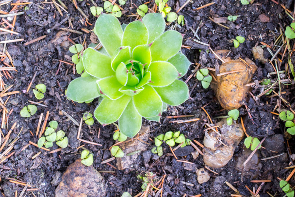 Sempervivum Tectorum. Саксония. Roof houseleek - Фото, изображение