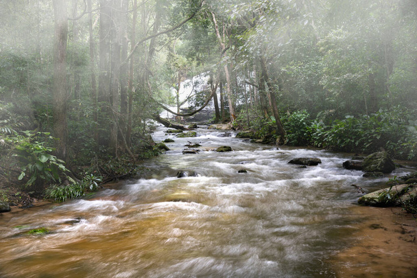 Тропические леса могут поглощать большое количество углекислого газа из атмосферы посредством фотосинтеза и хранить огромное количество углерода в стволах деревьев, ветвях и корнях. - Фото, изображение