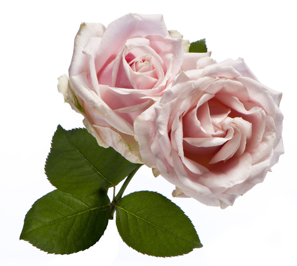 Strauß rosa Rose - Foto, Bild
