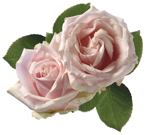 rosa Rose - Foto, Bild