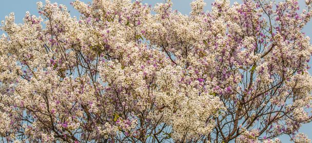 Lagerstroemia floribunda květinové pozadí, letní květiny - Fotografie, Obrázek