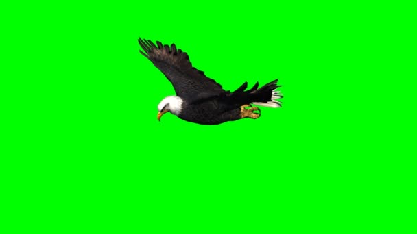 Eagle in 3 - groen scherm zweefvliegen - Video