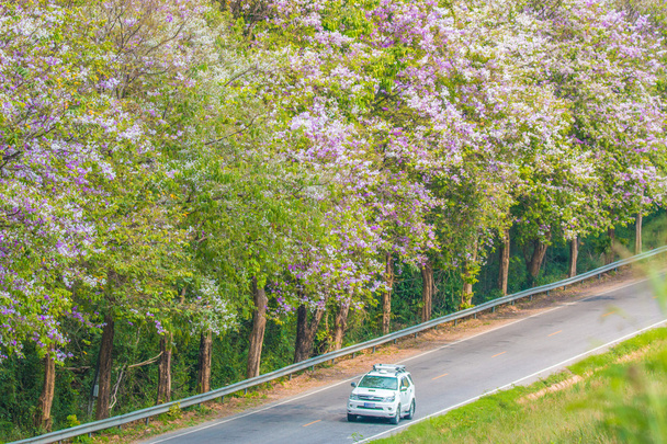 Lagerstroemia floribunda kukkia matkan varrella, kun auto ajaa
  - Valokuva, kuva