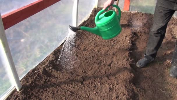 Farmář zavlažovací zahradní postel ve skleníku s konev - Záběry, video