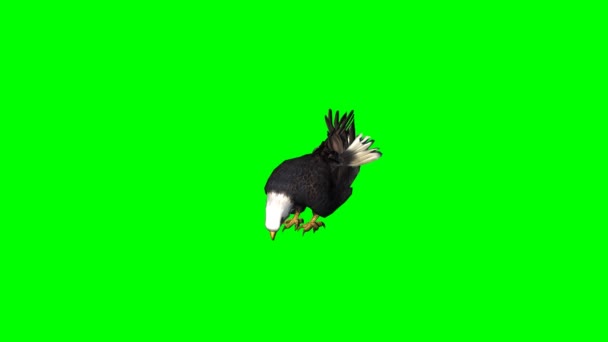 Eagle eet - groen scherm - Video