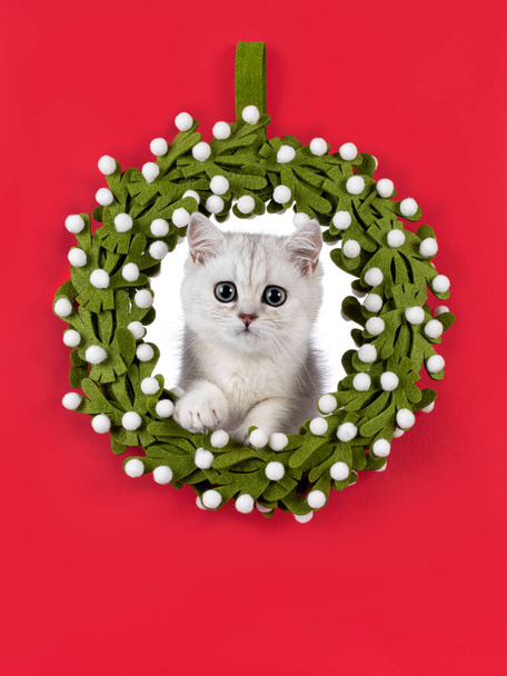 好ましい銀の影のイギリスの短椅子の猫の子猫は,頭を投げられた緑のクリスマスの怒りと座りました. カメラに向かって. 固体赤い背景に孤立した. - 写真・画像