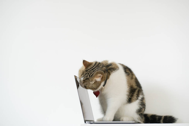 liiketoimintakonsepti tabby scottish kissa puku solmio aikana nuolla käsi - Valokuva, kuva