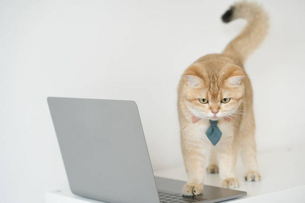 business concept with gold brittish cat costume with necktie and use laptop - Φωτογραφία, εικόνα