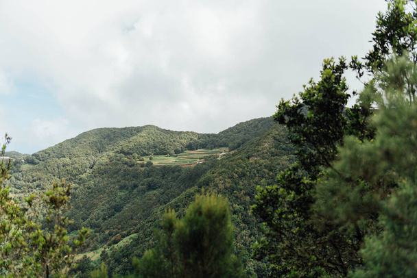 Kilátás a zöld táj az erdőben a sziget Tenerife - Fotó, kép