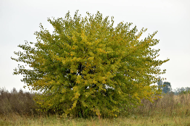 Осенний пейзаж. Дерево с широкой короной и желтыми листьями растет в поле. - Фото, изображение