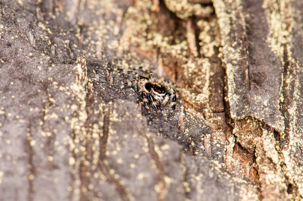 Neredeyse görünmez olan Menemerus bivittatus ağaçta oturuyor. - Fotoğraf, Görsel