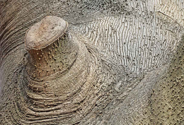 Шовкове бавовняне дерево з вирізаною гілкою
 - Фото, зображення