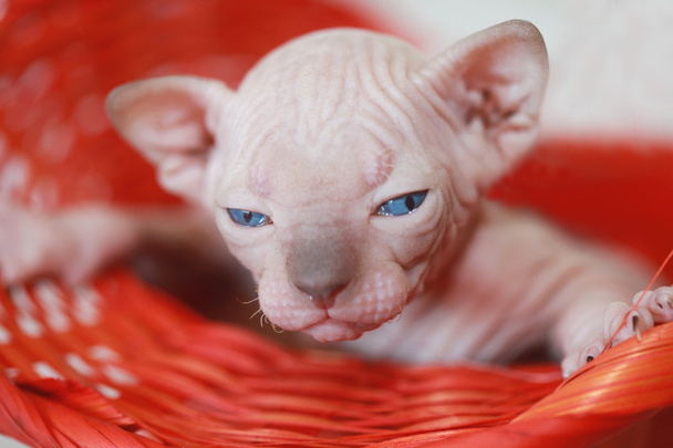 Kociak Sfinks noworodków - Zdjęcie, obraz