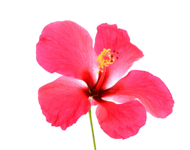 flor de hibisco rosa aislada sobre fondo blanco - Foto, Imagen