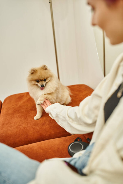 blurred woman holding paw and playing with cute pomeranian spitz in lounge of modern pet hotel - Фото, зображення