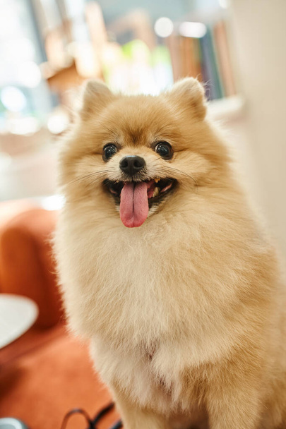 portrait of cute pomeranian spitz sticking out tongue in reception area of modern pet hotel - Foto, Imagem