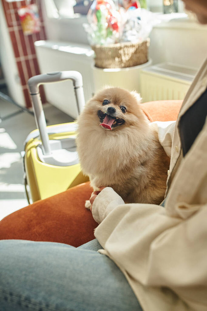 verwend en grappig pomeranian spitz steken uit tong in de buurt bijgesneden vrouw in gastvrije huisdier hotel - Foto, afbeelding