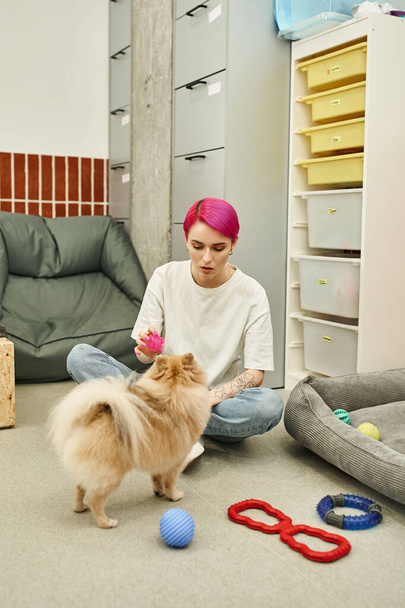 Tiersitter sitzt mit Spielzeug auf dem Boden und spielt mit Pommerschen Spießen im Hundehotel, Interaktion - Foto, Bild