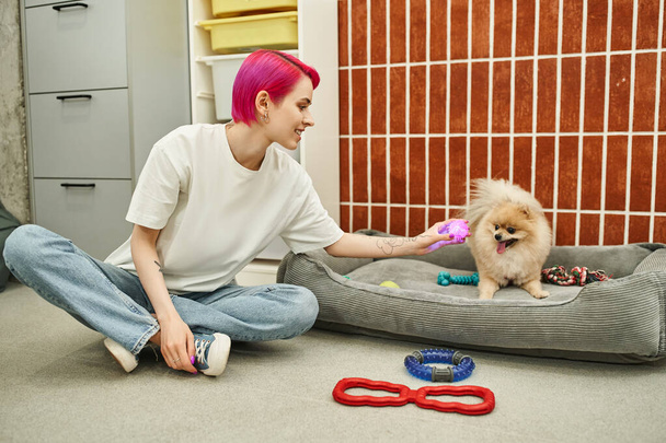 purple-haired pet sitter holding toy near pomeranian spitz sitting on soft dog bed, play and care - Photo, Image