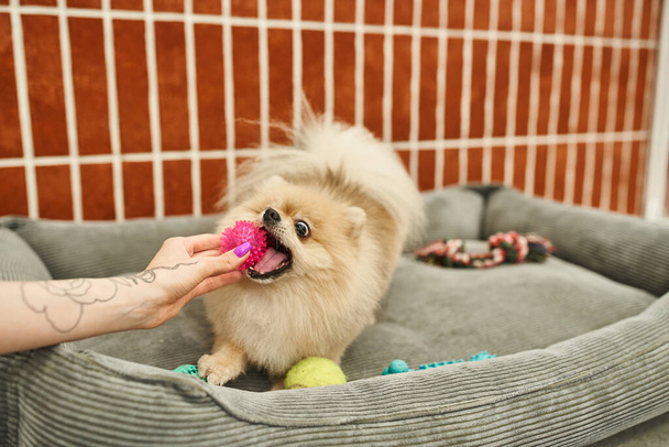 Teilaufnahme tätowierter Tiersitter beim Spielen mit Pommernspitz im Hundehotel, Interaktion - Foto, Bild