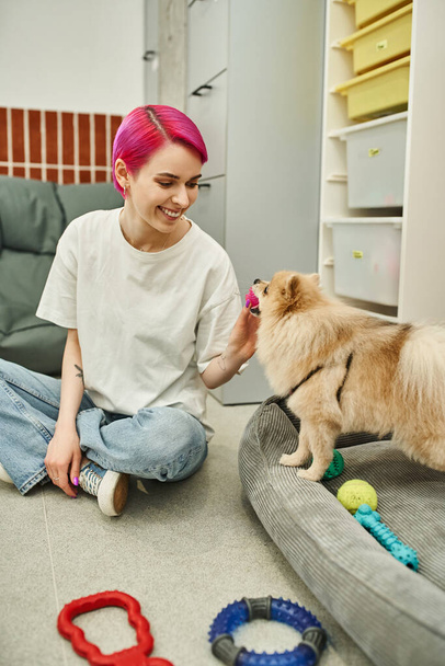 cheerful pet caregiver holding toy and playing with furry pomeranian spitz in cozy dog hotel - Fotó, kép