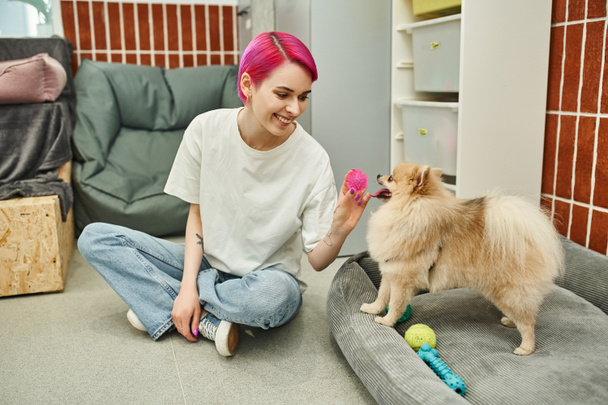 purple-haired female dog sitter playing with cute pomeranian spitz in pet hotel, canine enjoyment - Fotografie, Obrázek