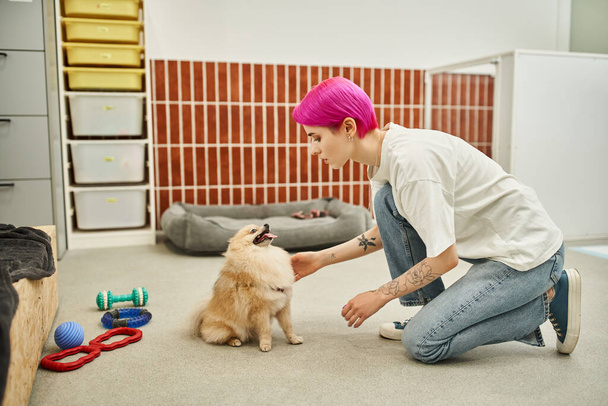 tattooed and purple-haired dog sitter training pomeranian spitz in pet hotel, care and interaction - Valokuva, kuva
