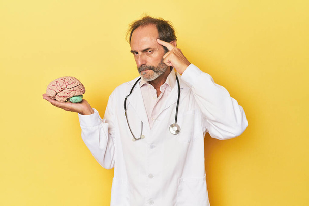 Doktor drží model mozku ve studiu - Fotografie, Obrázek